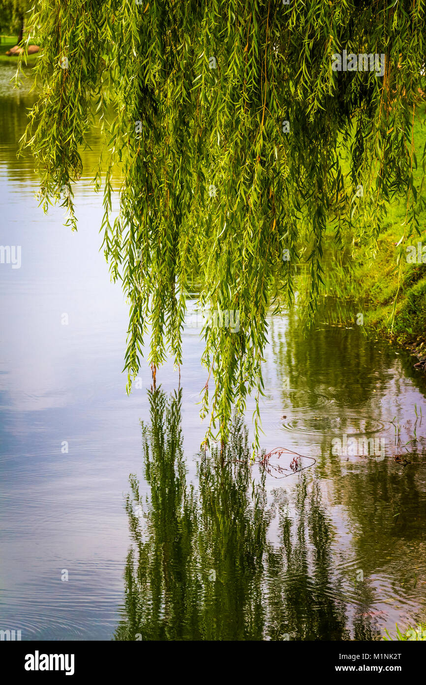 Weeping Willow Tree And Water High Resolution Stock Photography and