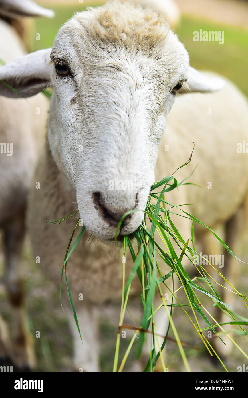 Sheep Eating Grass Stock Photo Alamy
