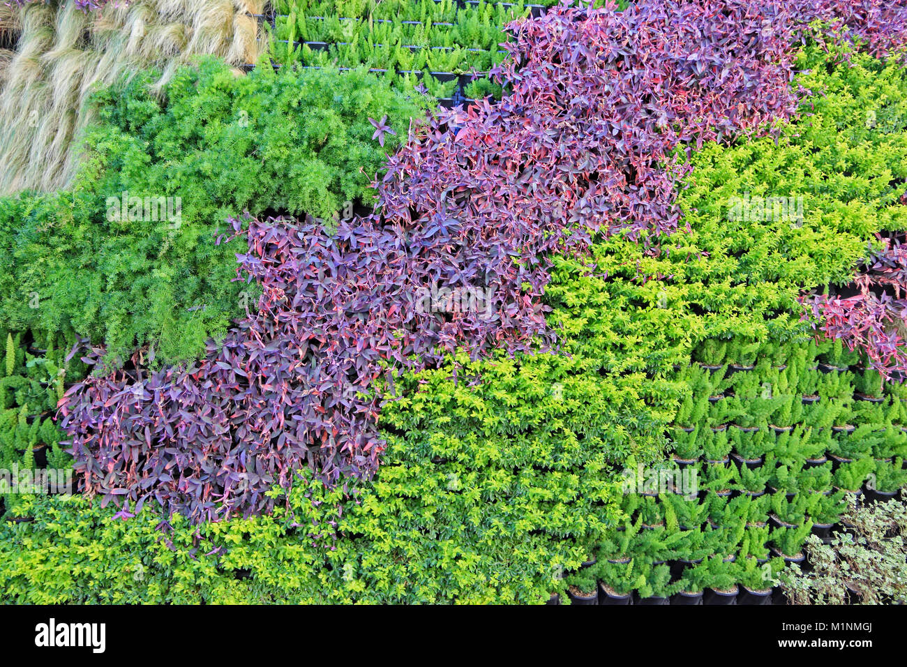 Vertical, green wall garden, Paphos, Cyprus Stock Photo