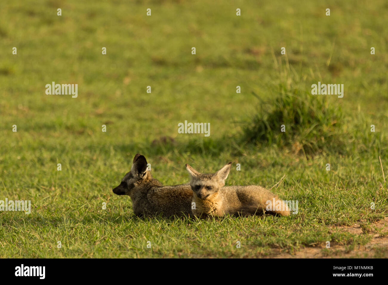bateared foxes resting on the savannah of the Maasai Mara Stock Photo