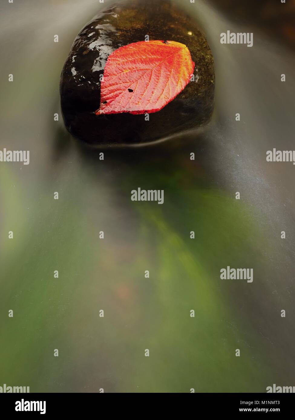 Thorny raspberry leaf caught on wet stone. A leaves trapped in the middle of a mountain stream. Stock Photo