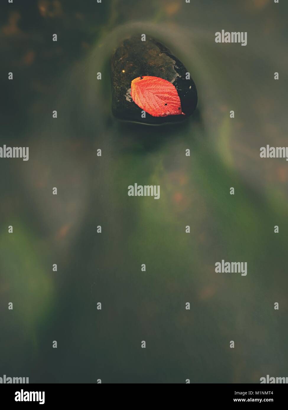 Red leaf of raspberries. Broken red orange leaf caught on black stone in stream rapids. Silver lines of bubbles in cold water creates by long exposu Stock Photo