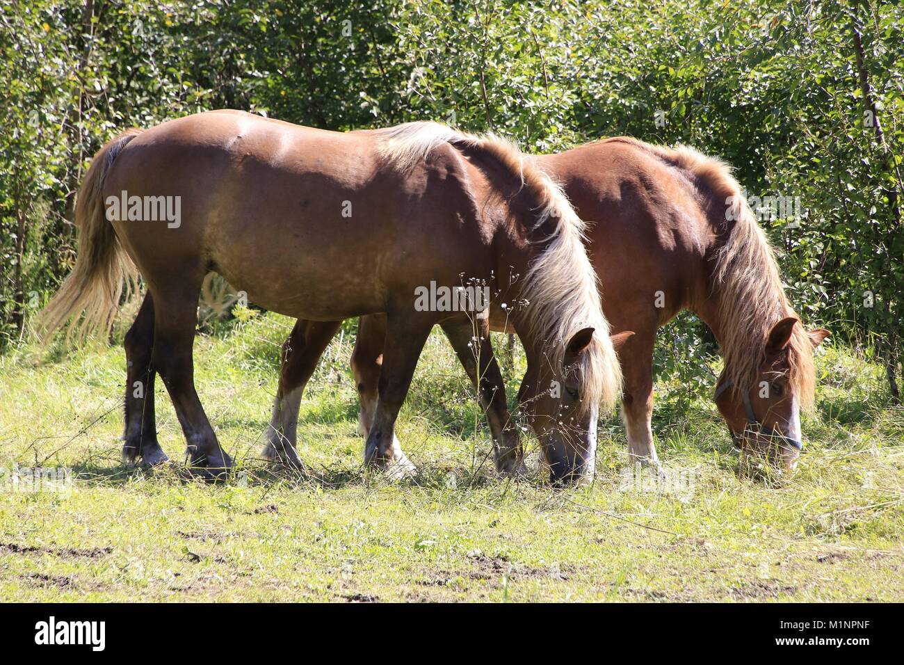 Two cold blooded horses hires stock photography and images Alamy
