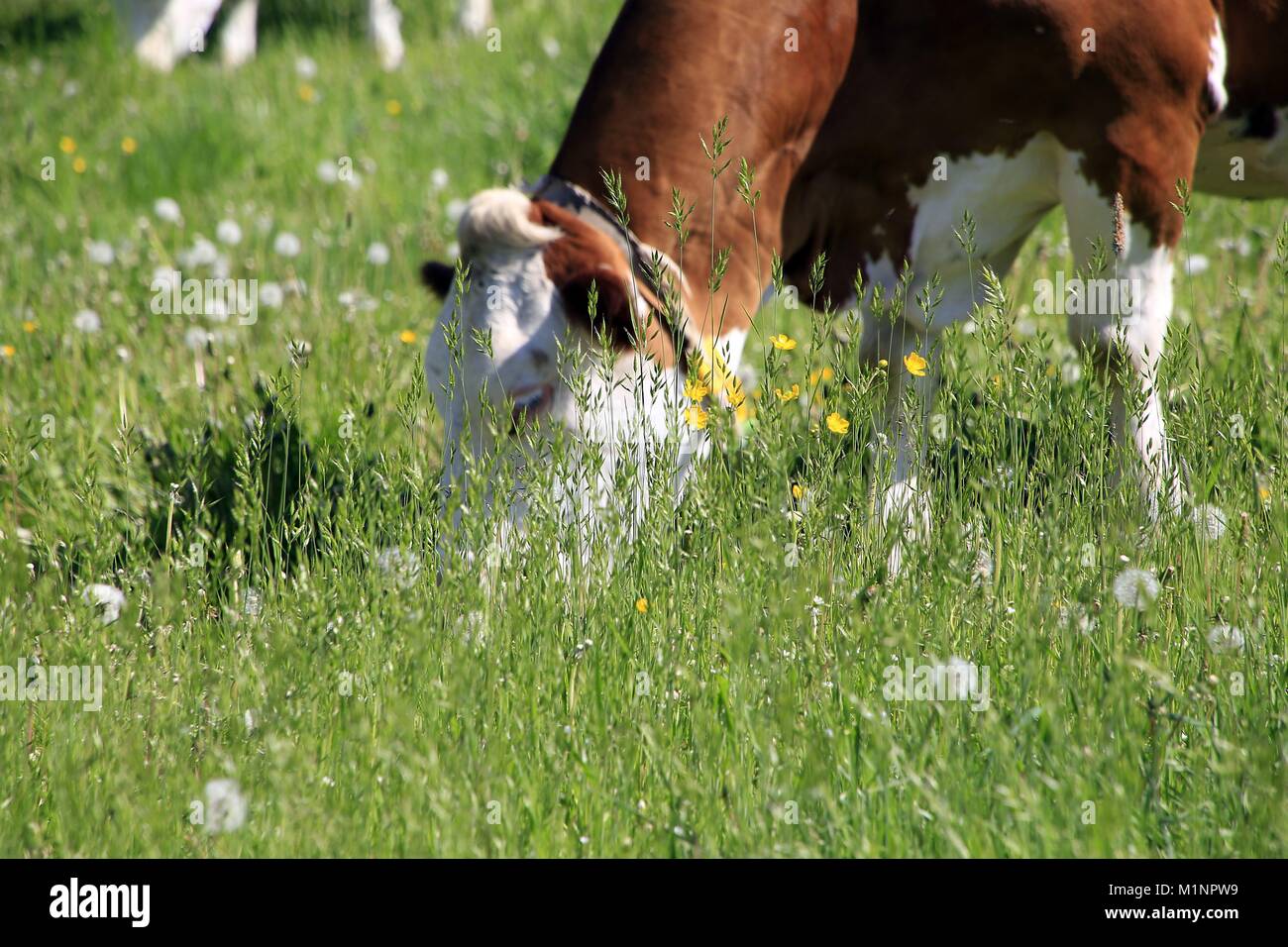 Dairy cows on a pasture with a great variety of plants. They relax on the lush grass in Borbels in the Thuringian Rhon. Borbels, Geisa, UNESCO Biosphere Reserve Rhon, Thuringia, Germany, Europe Date: May 17, 2017 | usage worldwide Stock Photo
