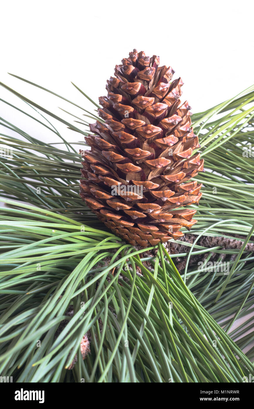 Pine cones Stock Photo