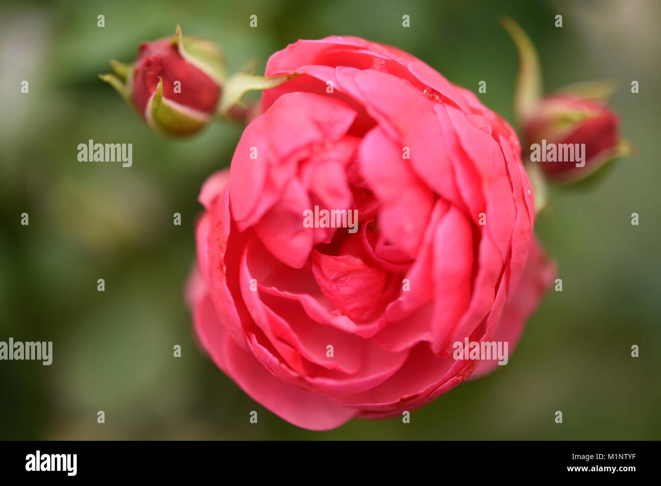 Macrophotography of bloom of rose Kordes Pomponella Stock Photo