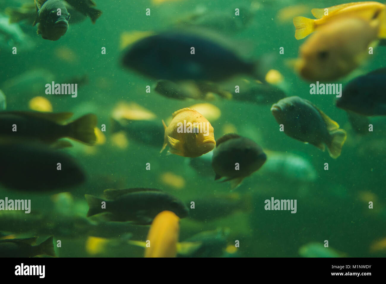 Close up view of a school of malawi cichlid in an aquarium Stock Photo