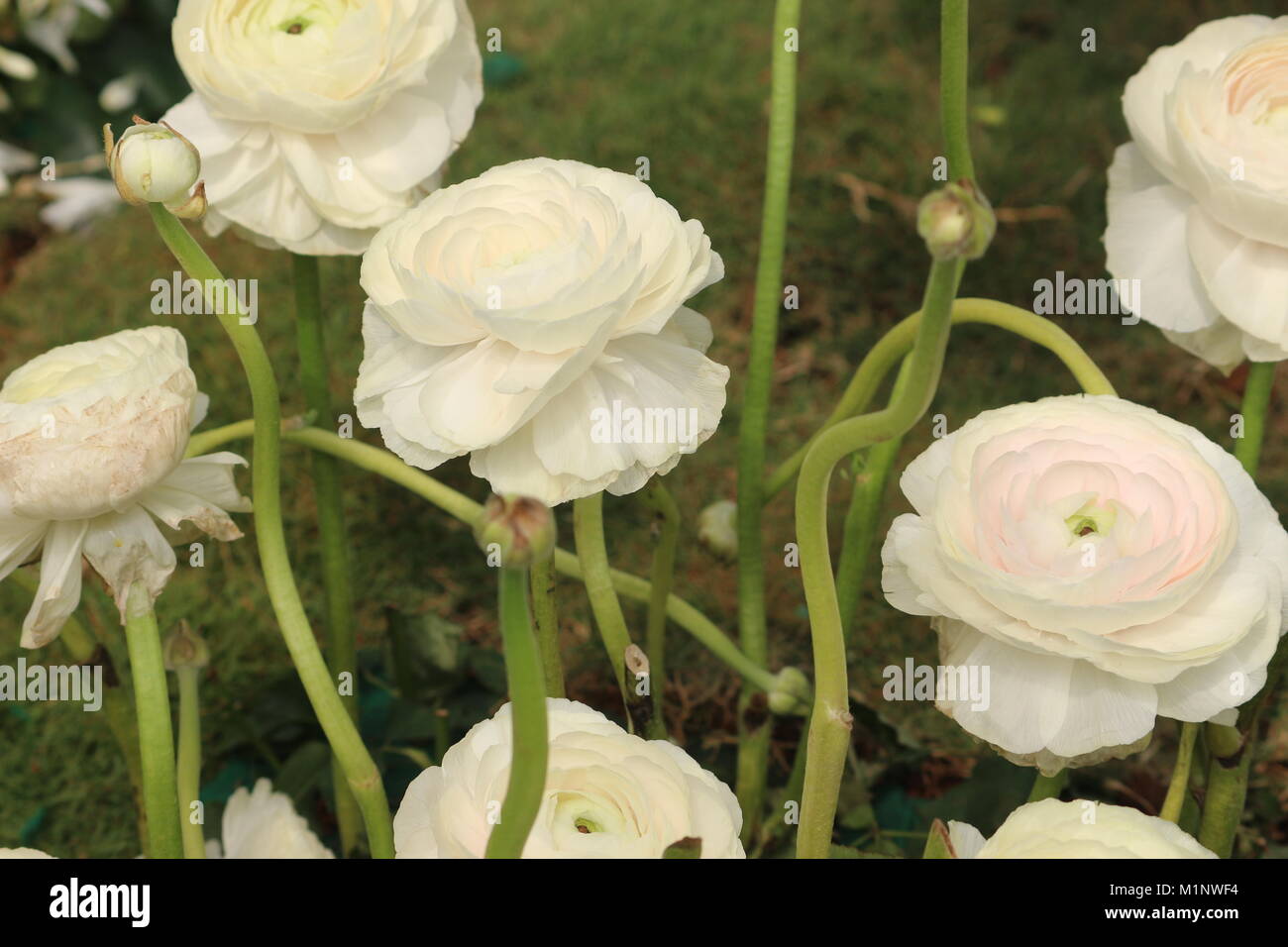 group of Ranunculus asiaticus White flowers with tightly clustered petals Stock Photo