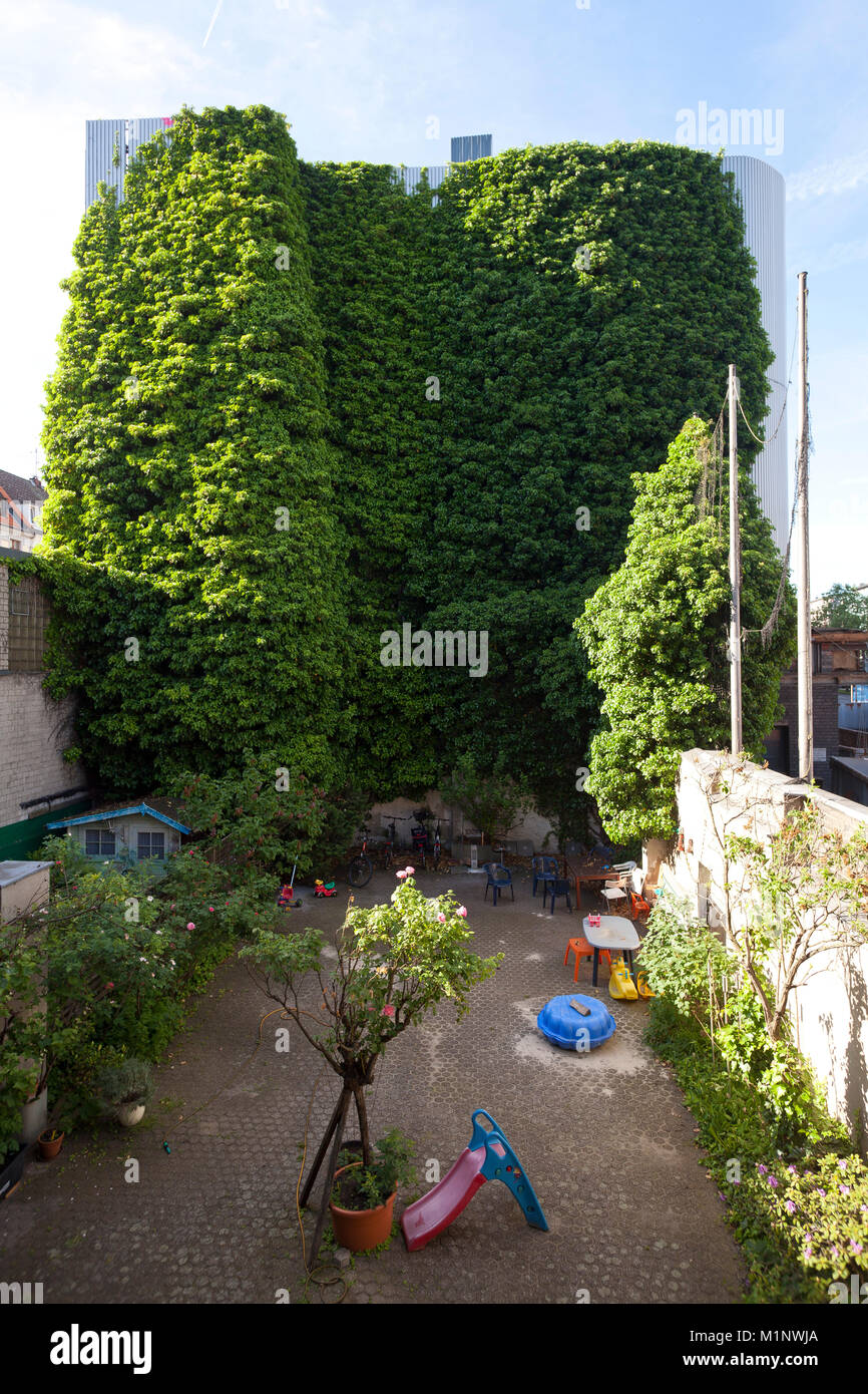 Germany, Cologne, ivy growing on a wall of a building, habitat of many birds and bats.  Deutschland, Koeln, mit Efeu ueberwucherte Wand eines Gebaeude Stock Photo