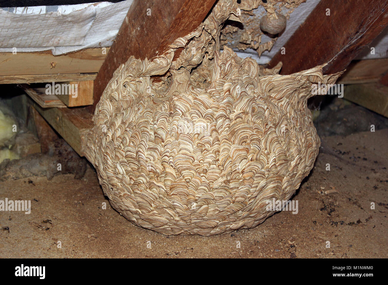 Wasps nest attached to house rafters in attic Stock Photo