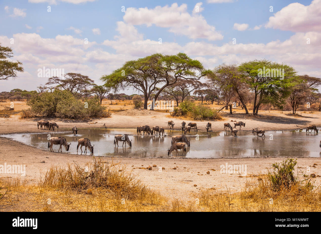 Wildebeest Drinking At A Watering Hole At Africa Tanzania Ngorongoro Stock Photo Alamy