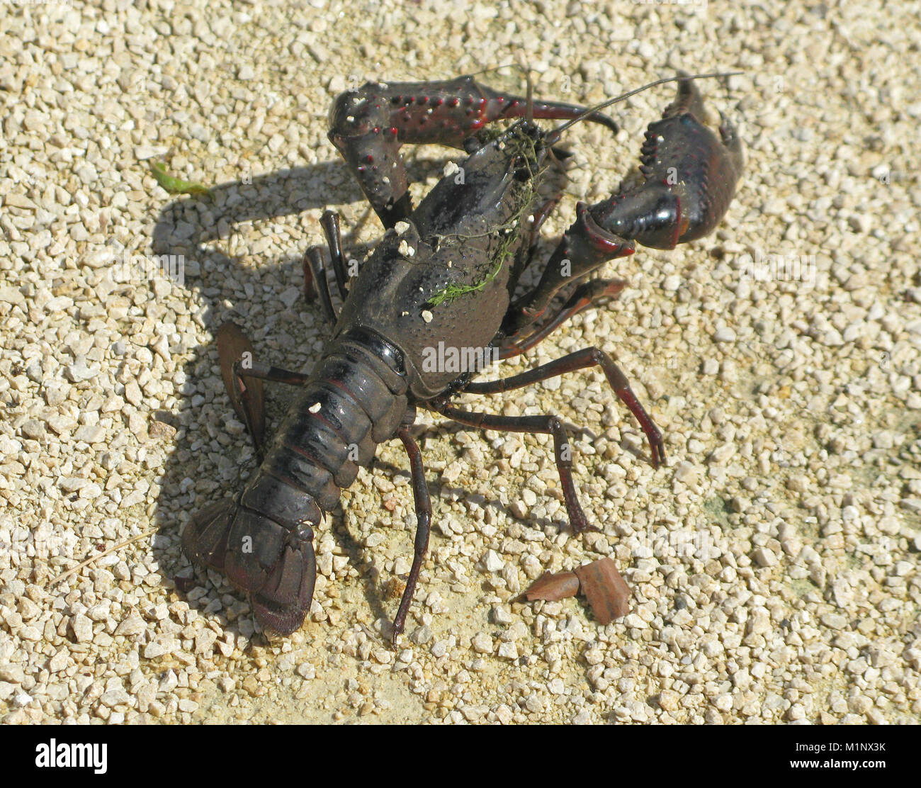 European Crayfish or Noble Crayfish or Broad Fingered Crayfish ( Astacus astacus ) on Dry Land, Europe Stock Photo