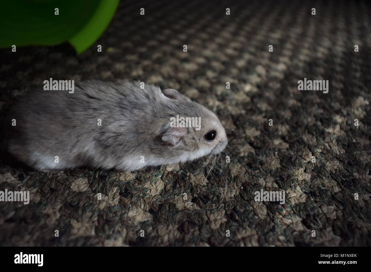 hamster discovering carpet Stock Photo