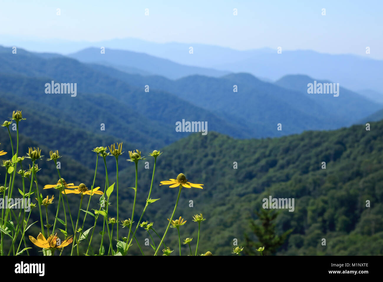 Great Smoky Mountains in blue haze with Maryland Golden Aster flowers in foreground in the National Park in North Carolina, USA Stock Photo