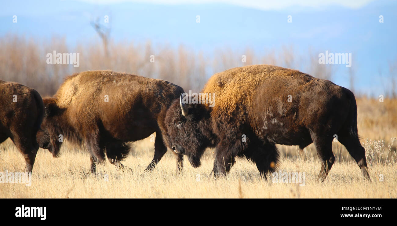 Wild American buffalo Bison on prairie Stock Photo - Alamy