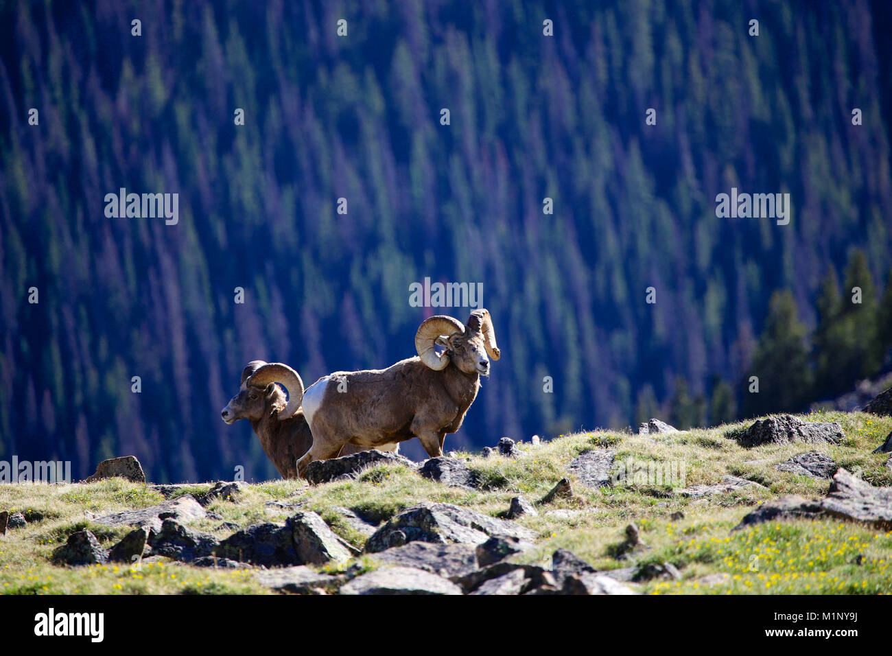 Big horn sheep wildlife ram on alpine cliff in Rocky Mountain National Park, Colorado Stock Photo