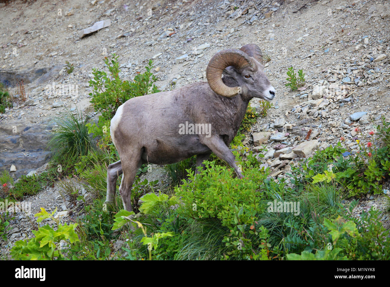 Big Horn Sheep ram in Glacier National Park Montana Stock Photo