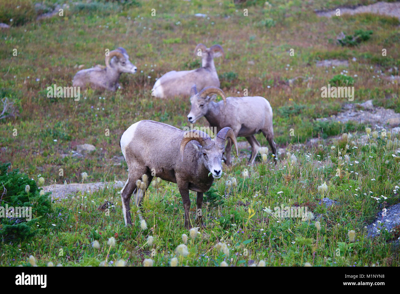 Bighorn at glacier national park hires stock photography and images