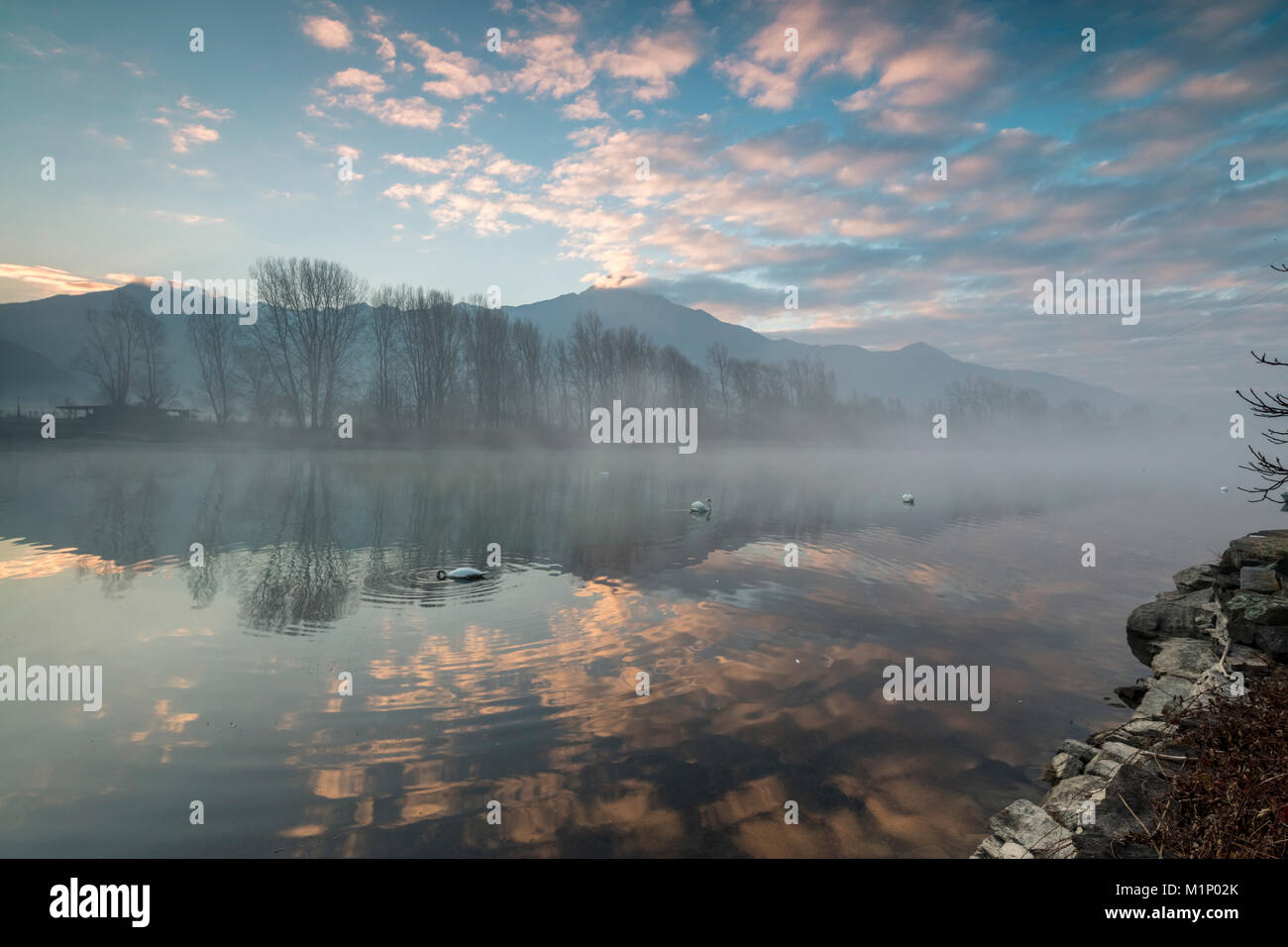 Swans in River Mera at sunrise, Sorico, Como province, Lower Valtellina, Lombardy, Italy, Europe Stock Photo