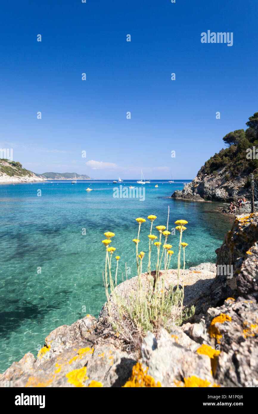 Wild flowers in tuscany italy hi-res stock photography and images - Alamy