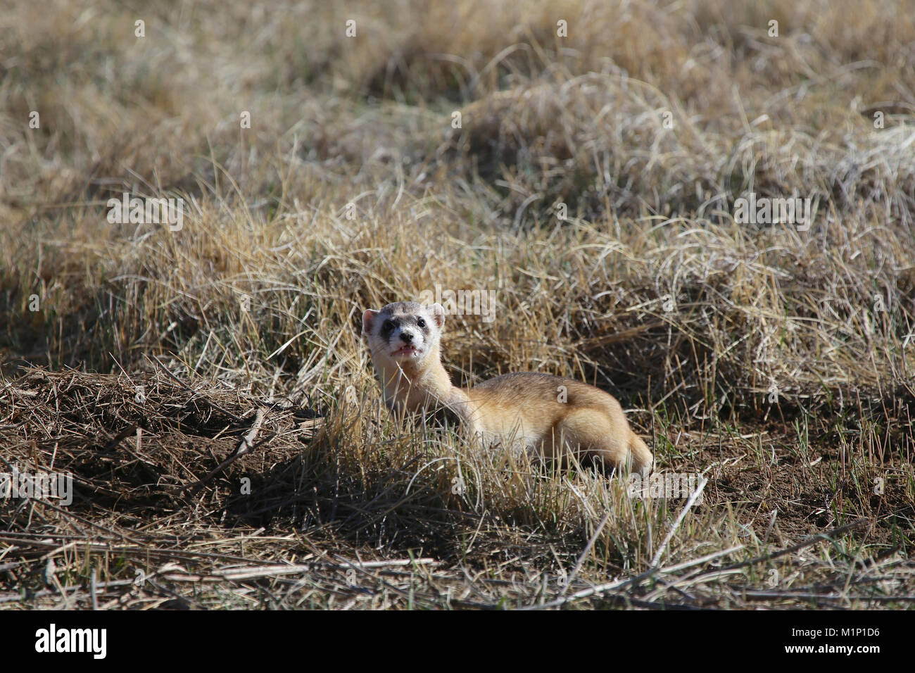 Rare Black-footed ferret on prairie Stock Photo