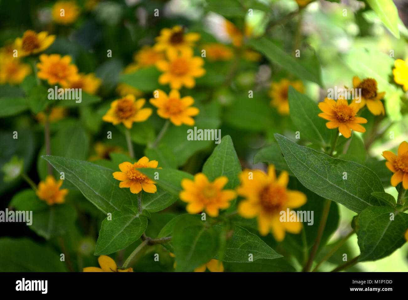 Yellow Flowers Blooming Stock Photo Alamy