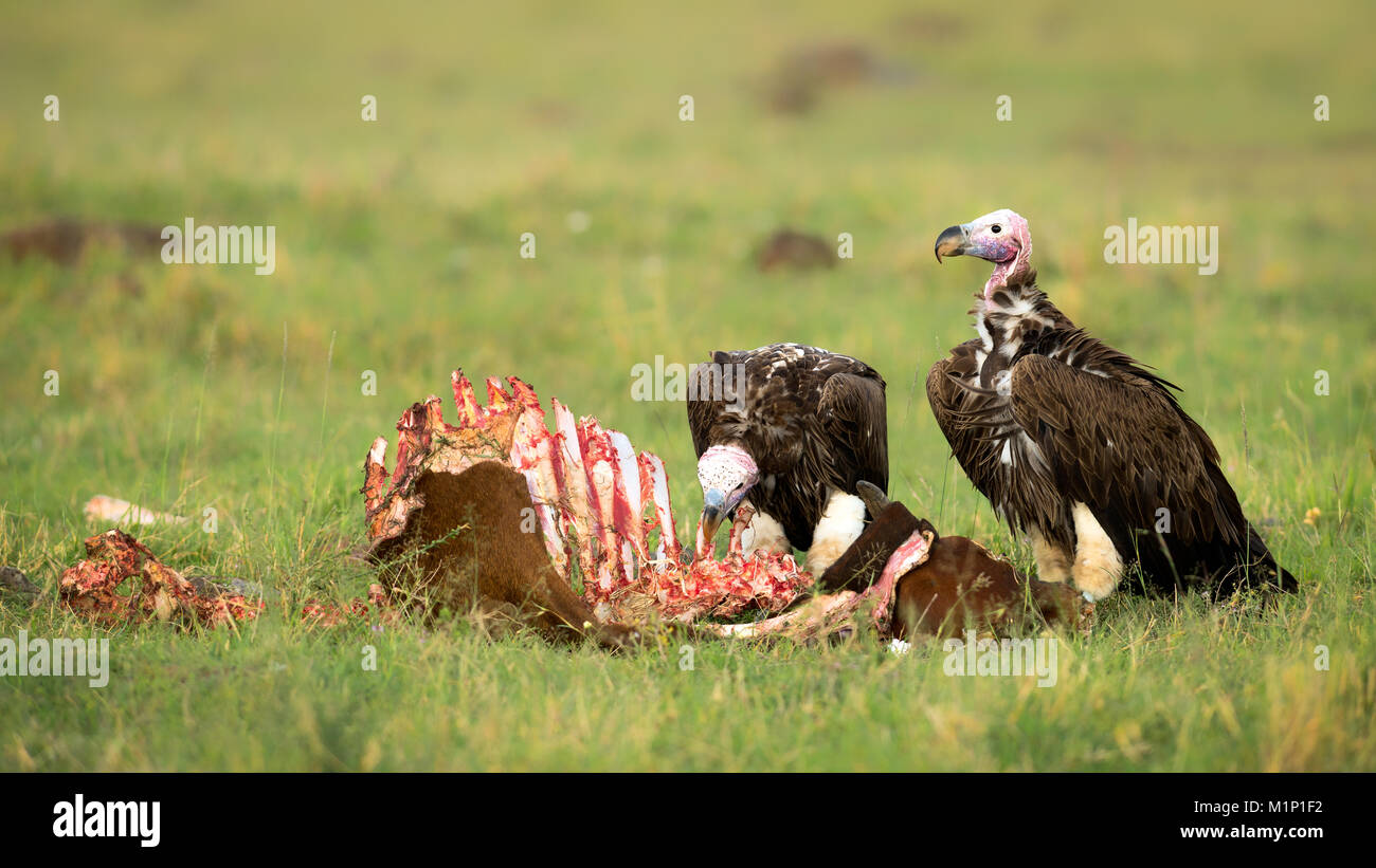 Them crooked vultures them crooked vultures. Vultures album cover. Vulture wallpaper. Them crooked vultures logo. Vultures 2.