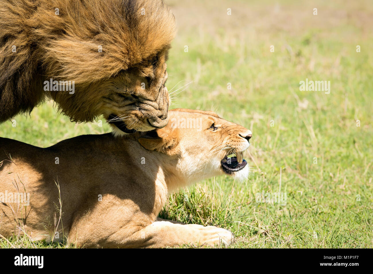 Reproduction of lions hi-res stock photography and images - Alamy