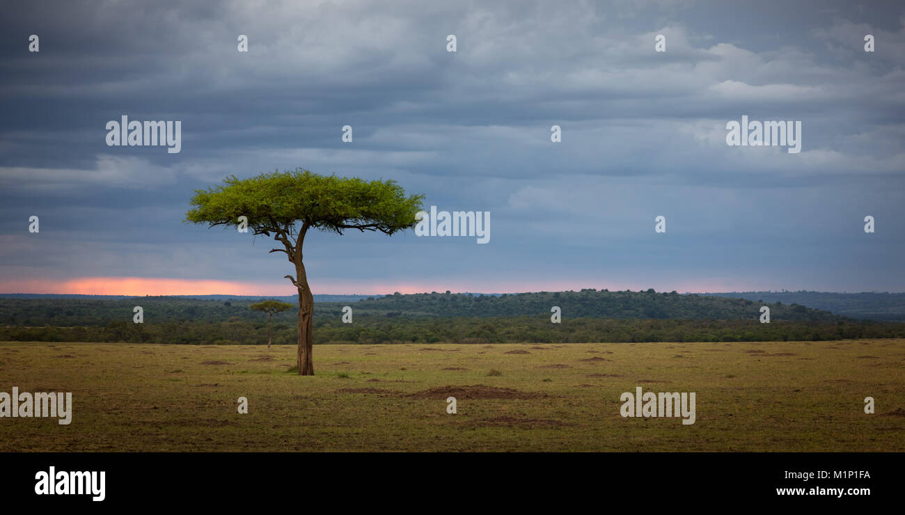 Acacia tree, Masai Mara, Kenya, East Africa, Africa Stock Photo