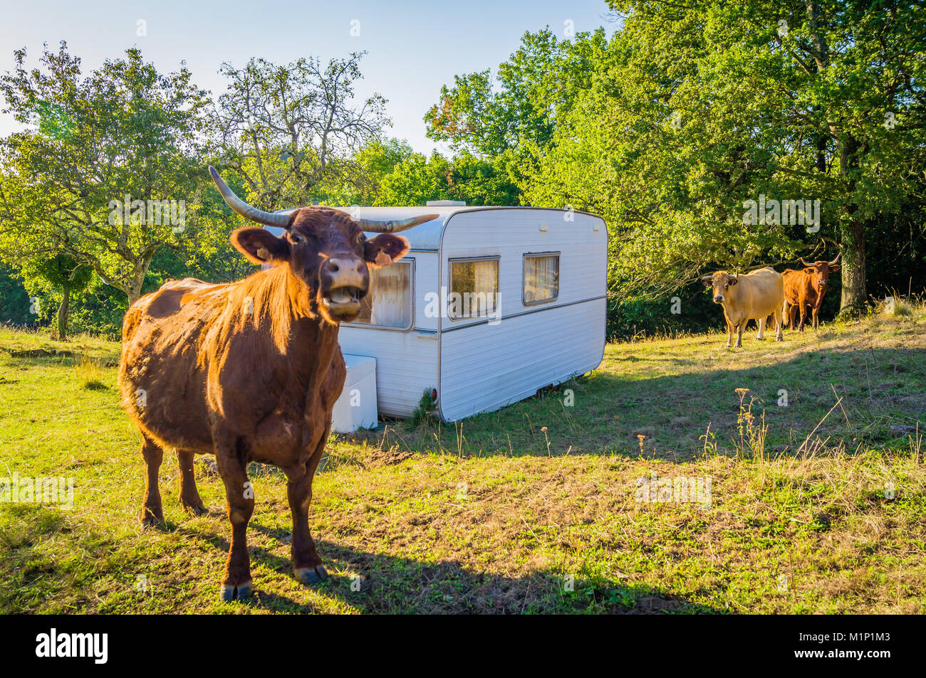 Mooing hi-res stock photography and images - Alamy