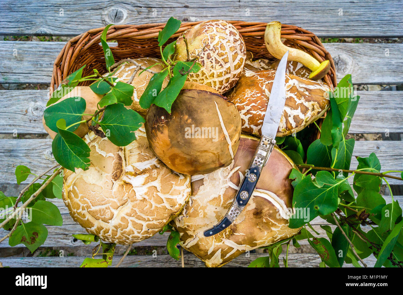 Cep mushrooms basket and a knife after mushroom gathering in France Stock Photo