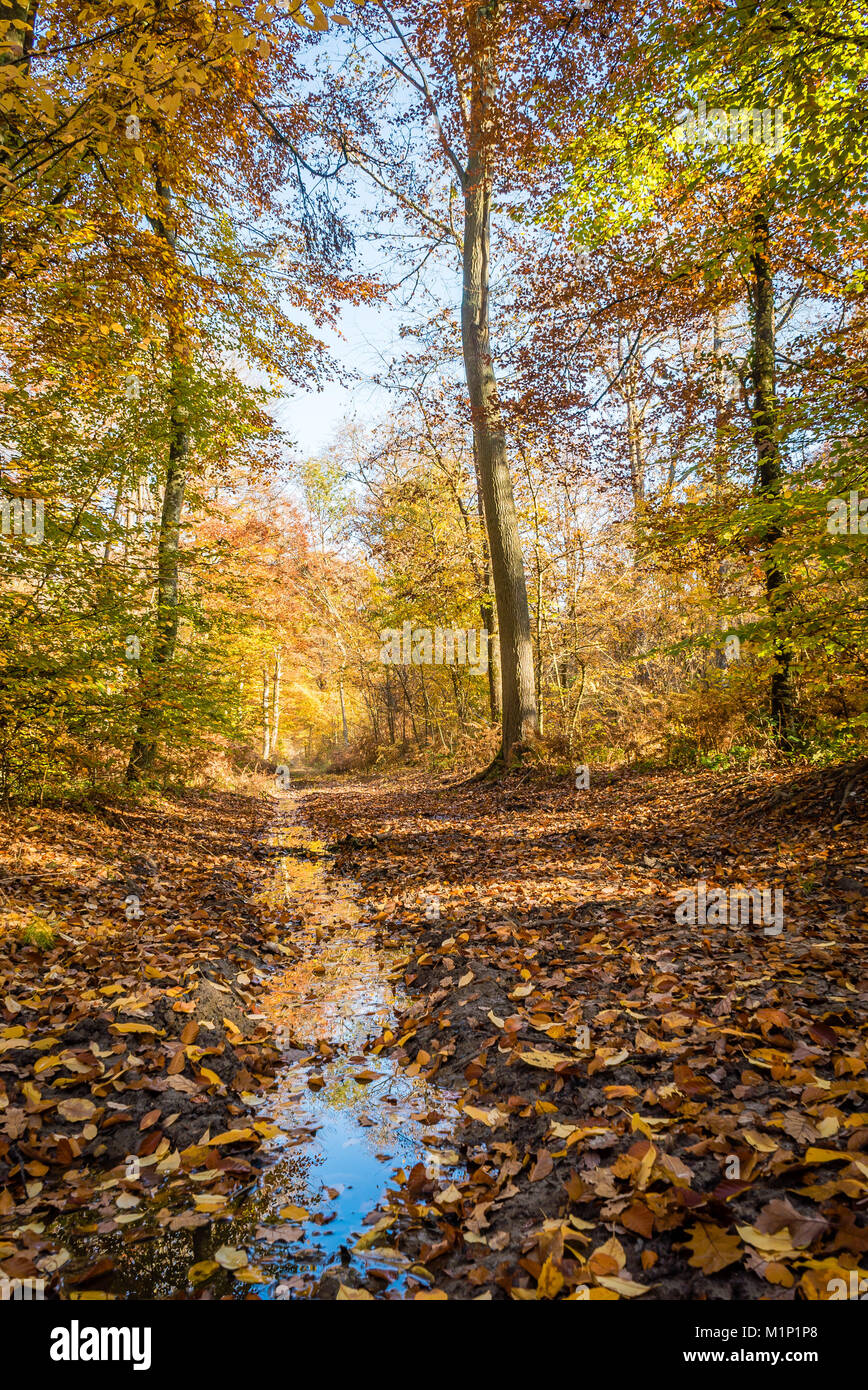 Fontainebleau france forest hi-res stock photography and images