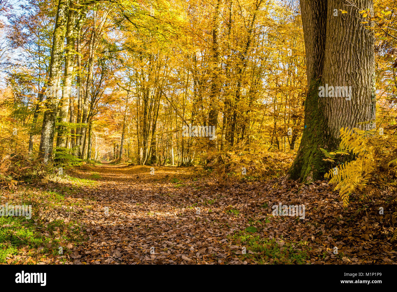 walk-in-the-fontainebleau-forest-in-autumn-in-france-stock-photo-alamy