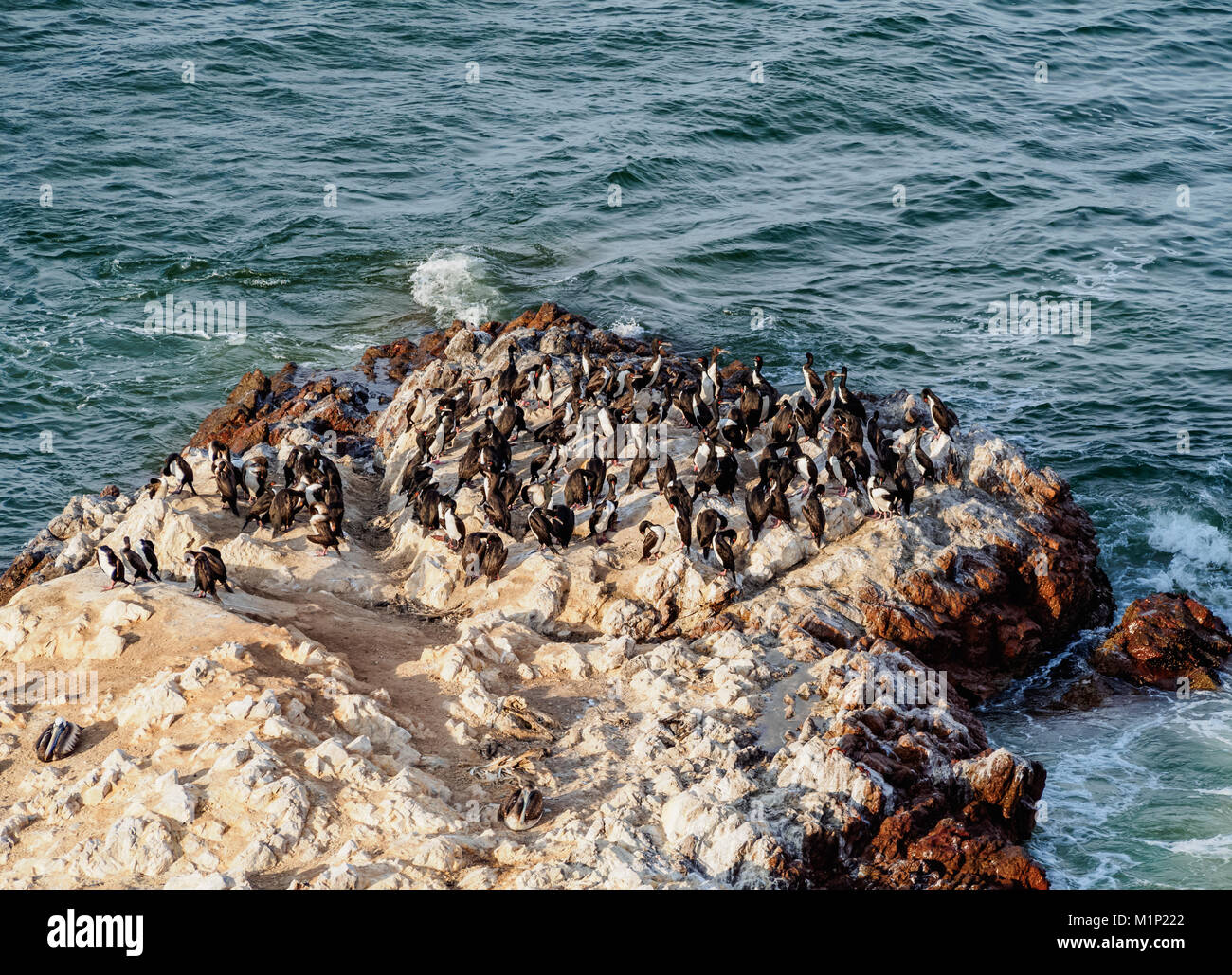 Humboldt penguins (Spheniscus humboldt) on the rock in Lagunillas, Paracas National Reserve, Ica Region, Peru, South America Stock Photo