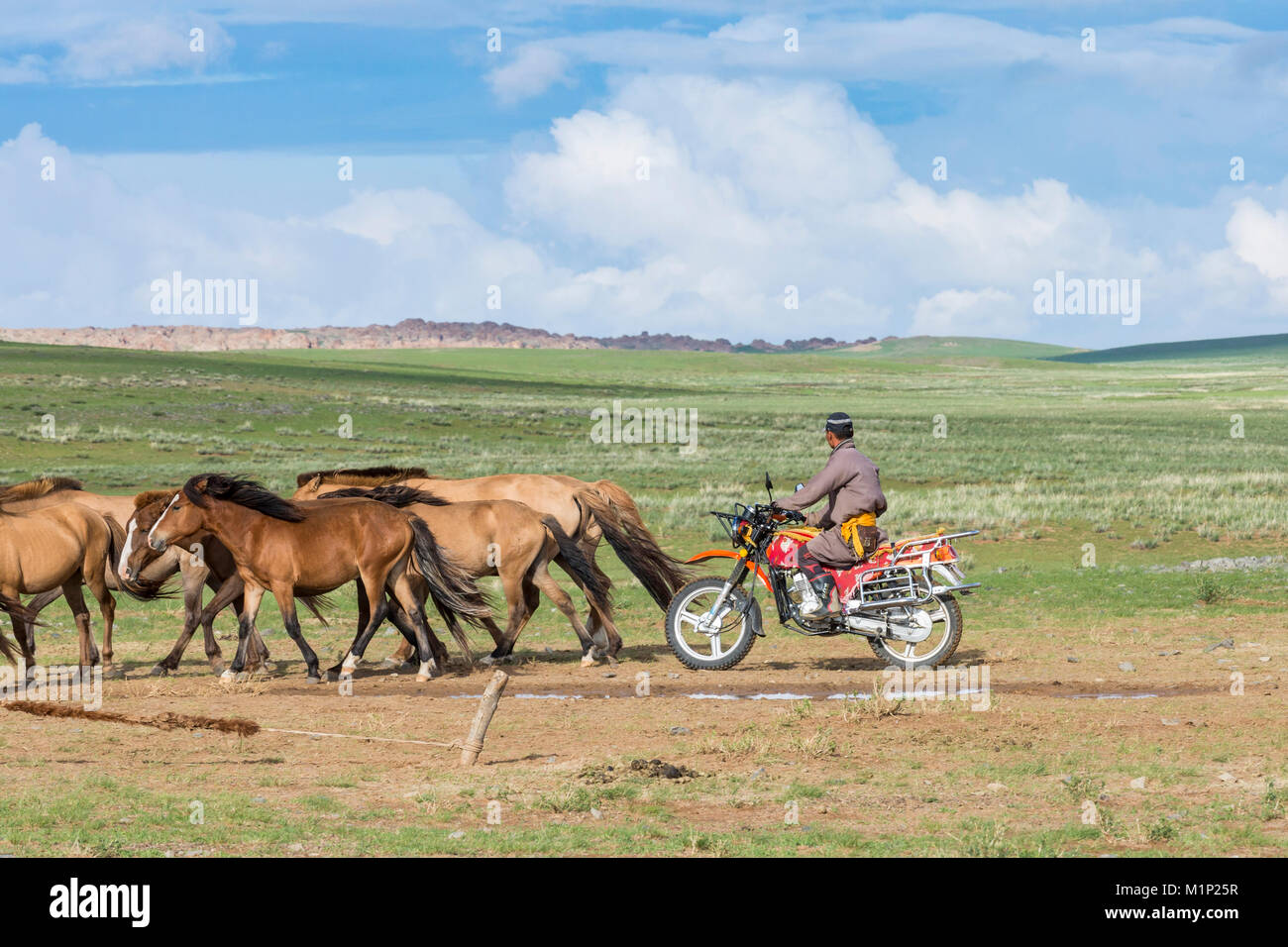 Mongolian nomadic man on motorbike gathering horses, Middle Gobi province, Mongolia, Central Asia, Asia Stock Photo