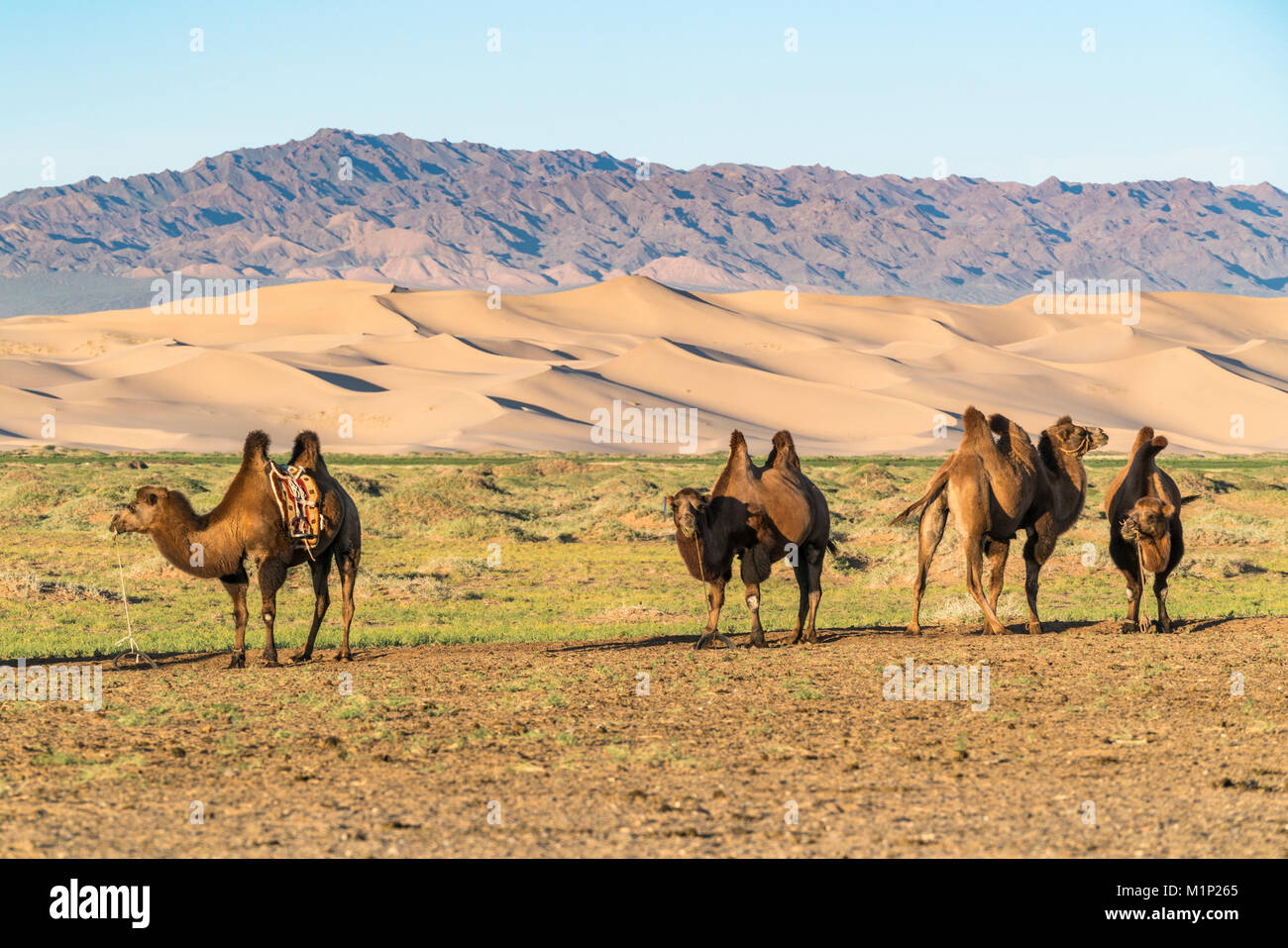 Camels and sand dunes of Gobi desert in the background, Sevrei district, South Gobi province, Mongolia, Central Asia, Asia Stock Photo