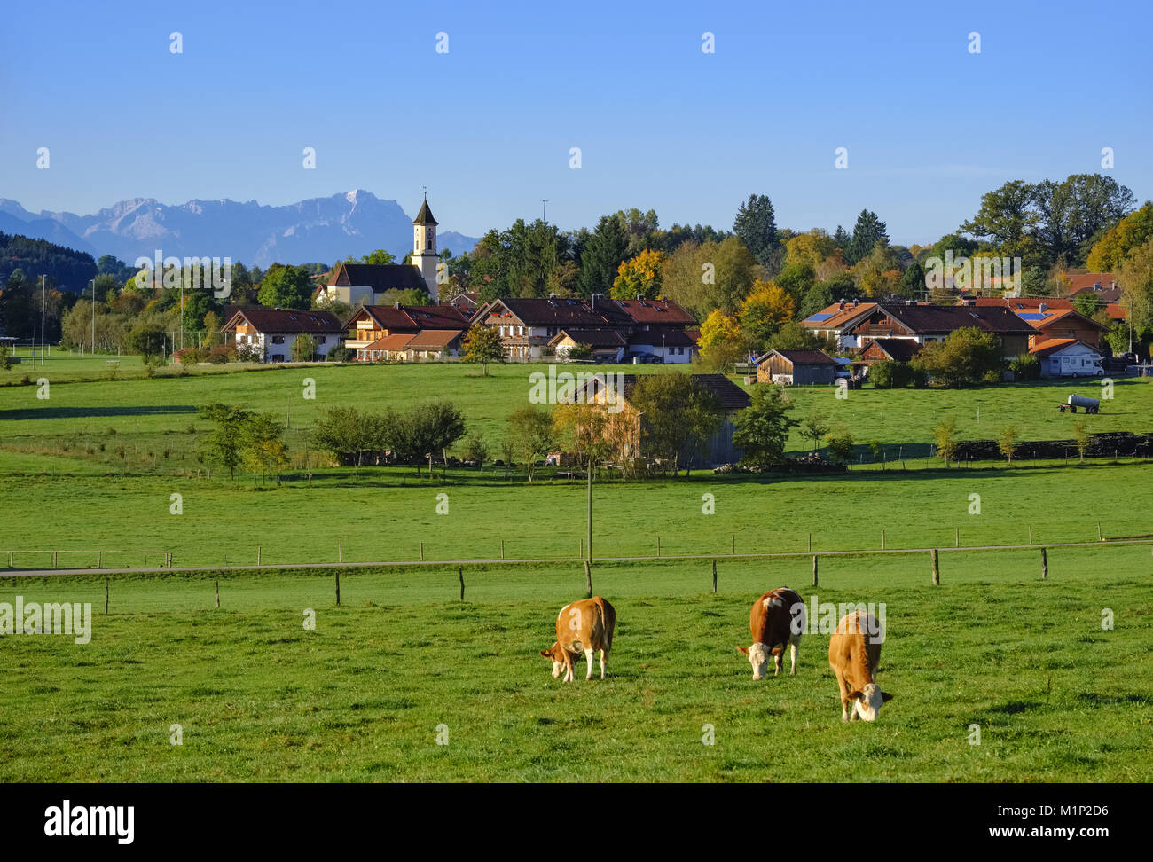 Cows graze in a meadow,Deining near Egling with Zugspitze,Alpine foothills,Upper Bavaria,Bavaria,Germany Stock Photo