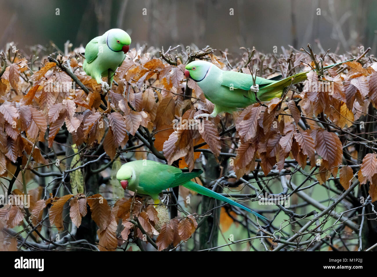 Rose-ringed parakeets (Psittacula krameri) on a dry beech hedge,Mannheim,Germany Stock Photo