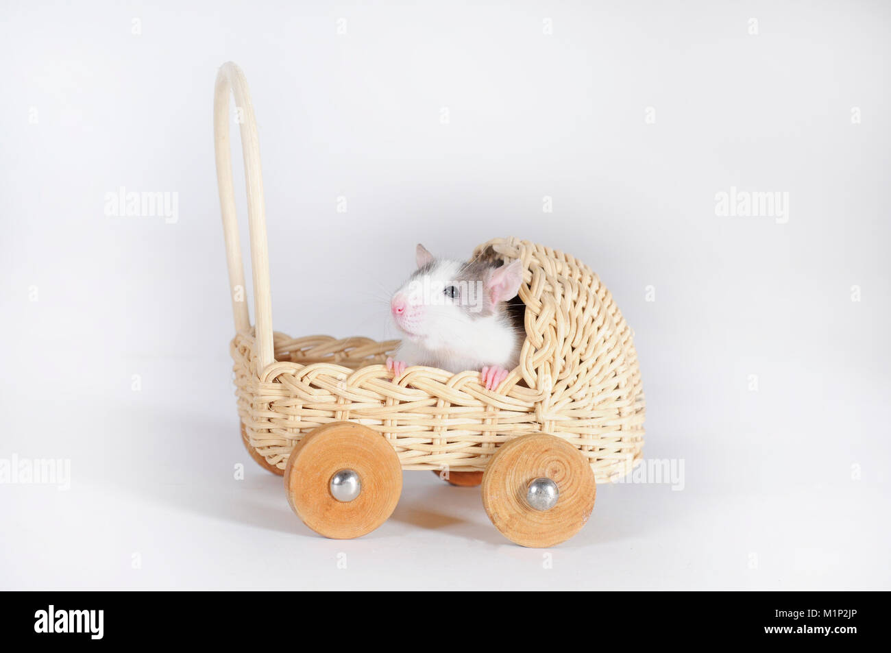 Fancy rat (Rattus norvegicus forma domestica) in miniature pram,cutout Stock Photo