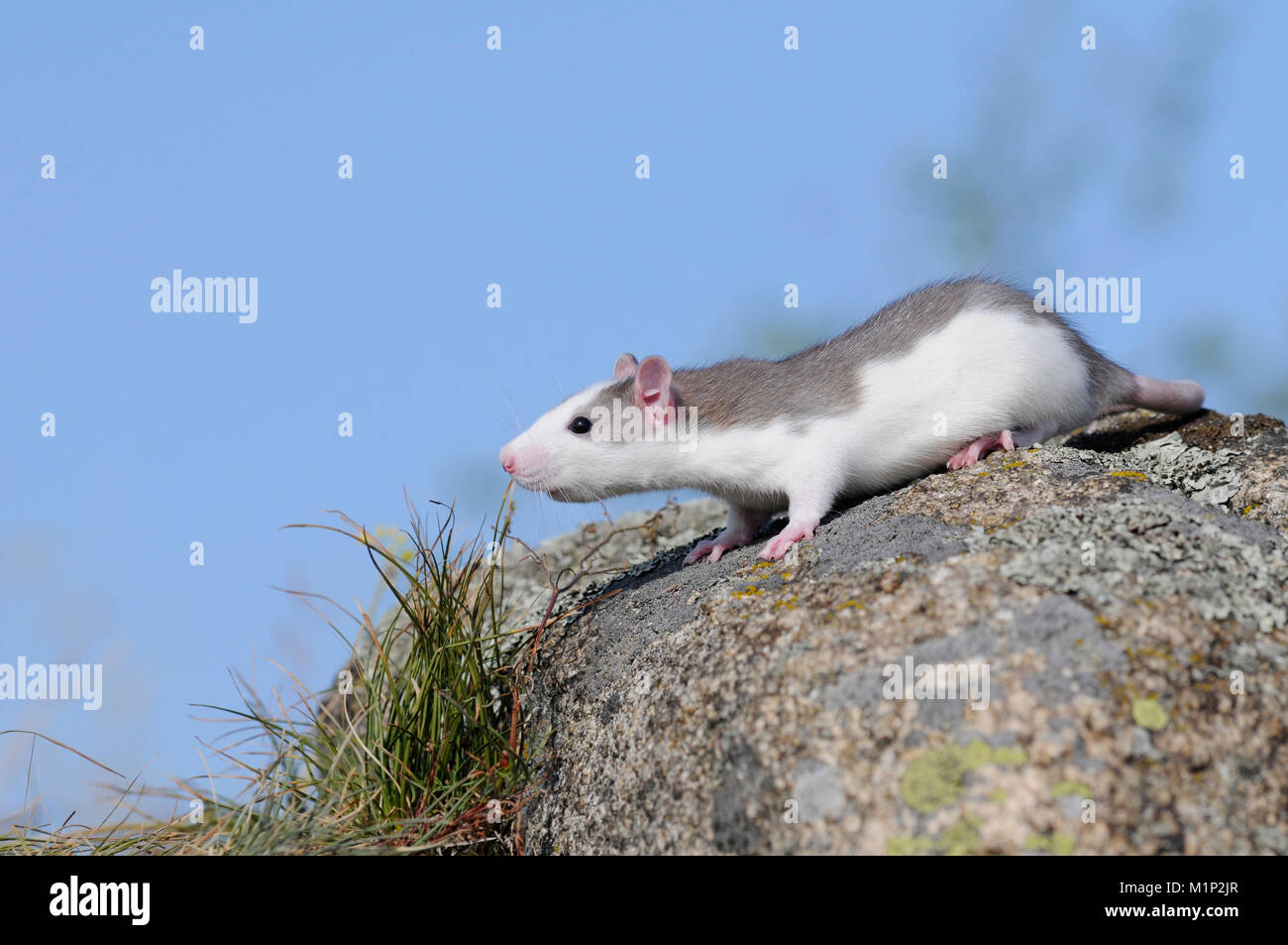 Fancy rat rattus norvegicus forma domestica hi-res stock photography and  images - Alamy