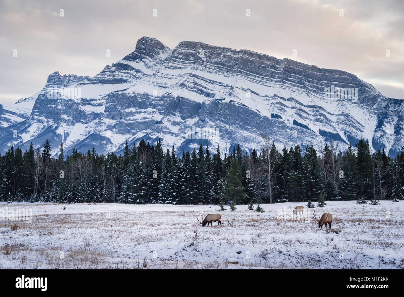 Winter landscape with wild elk in the Banff National Park, UNESCO World Heritage Site, Alberta, Canadian Rockies, Canada, North America Stock Photo