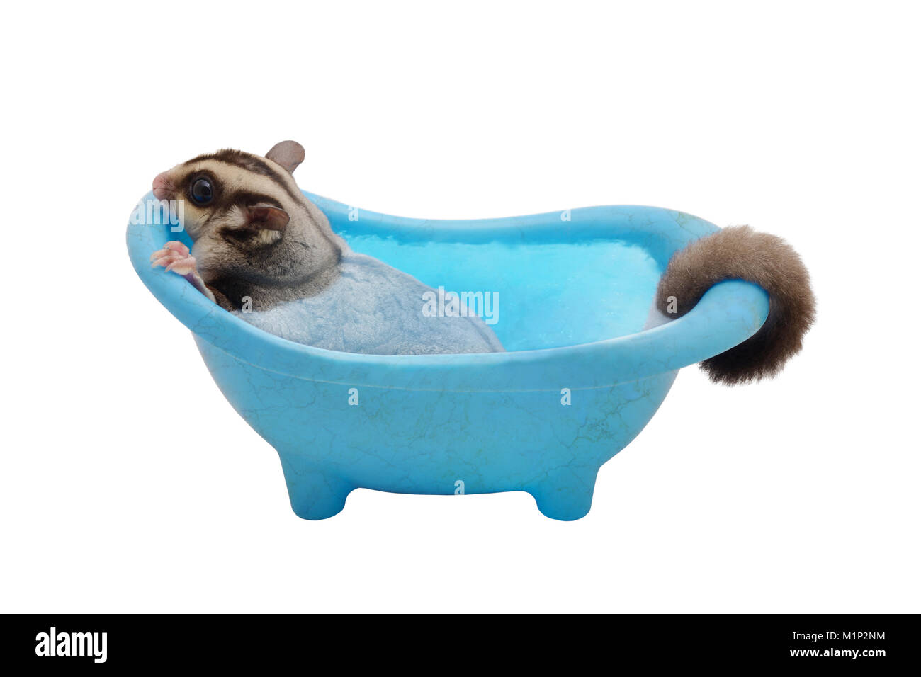 Suger glider cleaning itself by soaking in blue bathtub on white background. Stock Photo