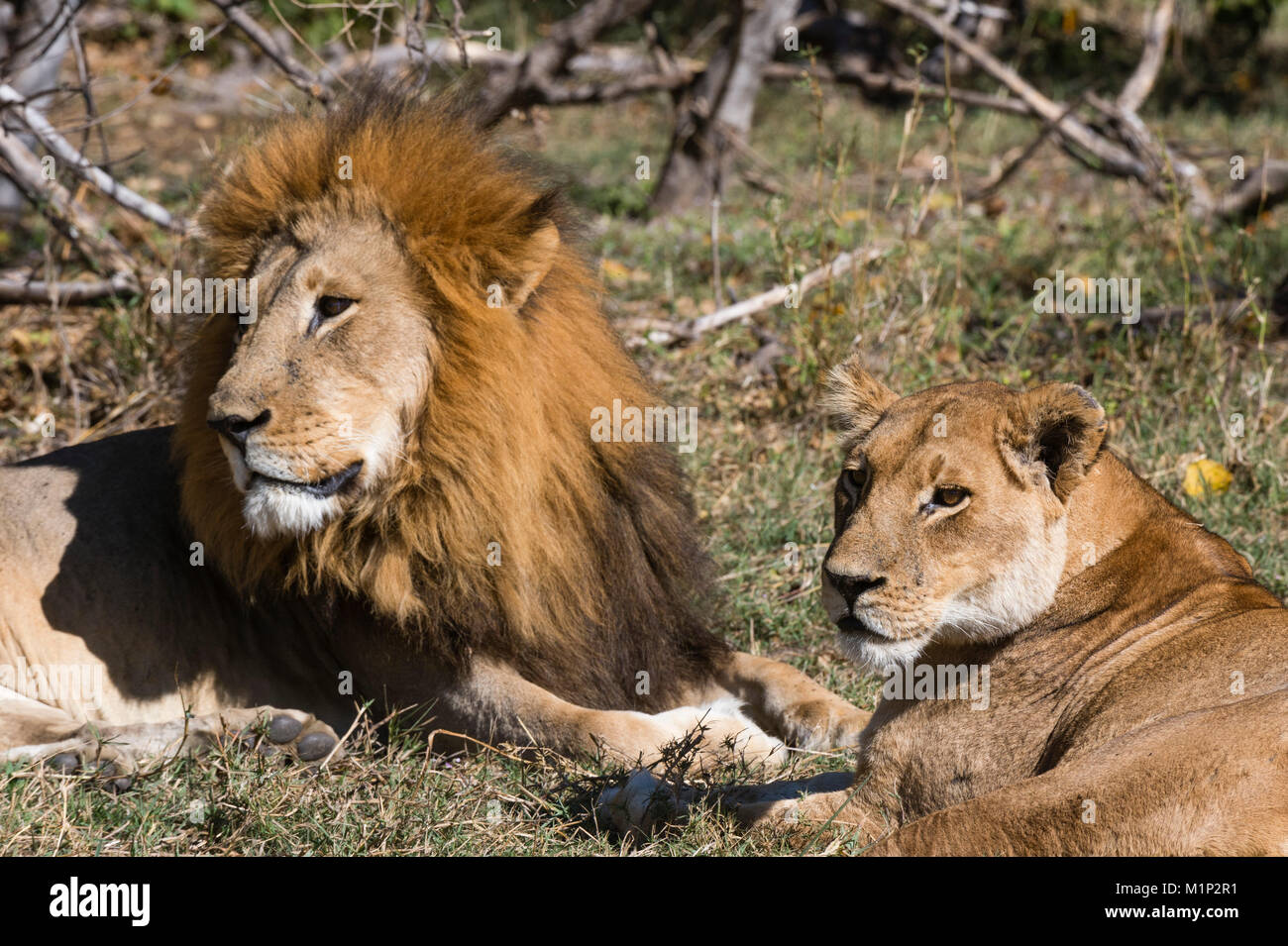 Lion (Panthera leo), Moremi Game Reserve, Okavango Delta, Botswana ...