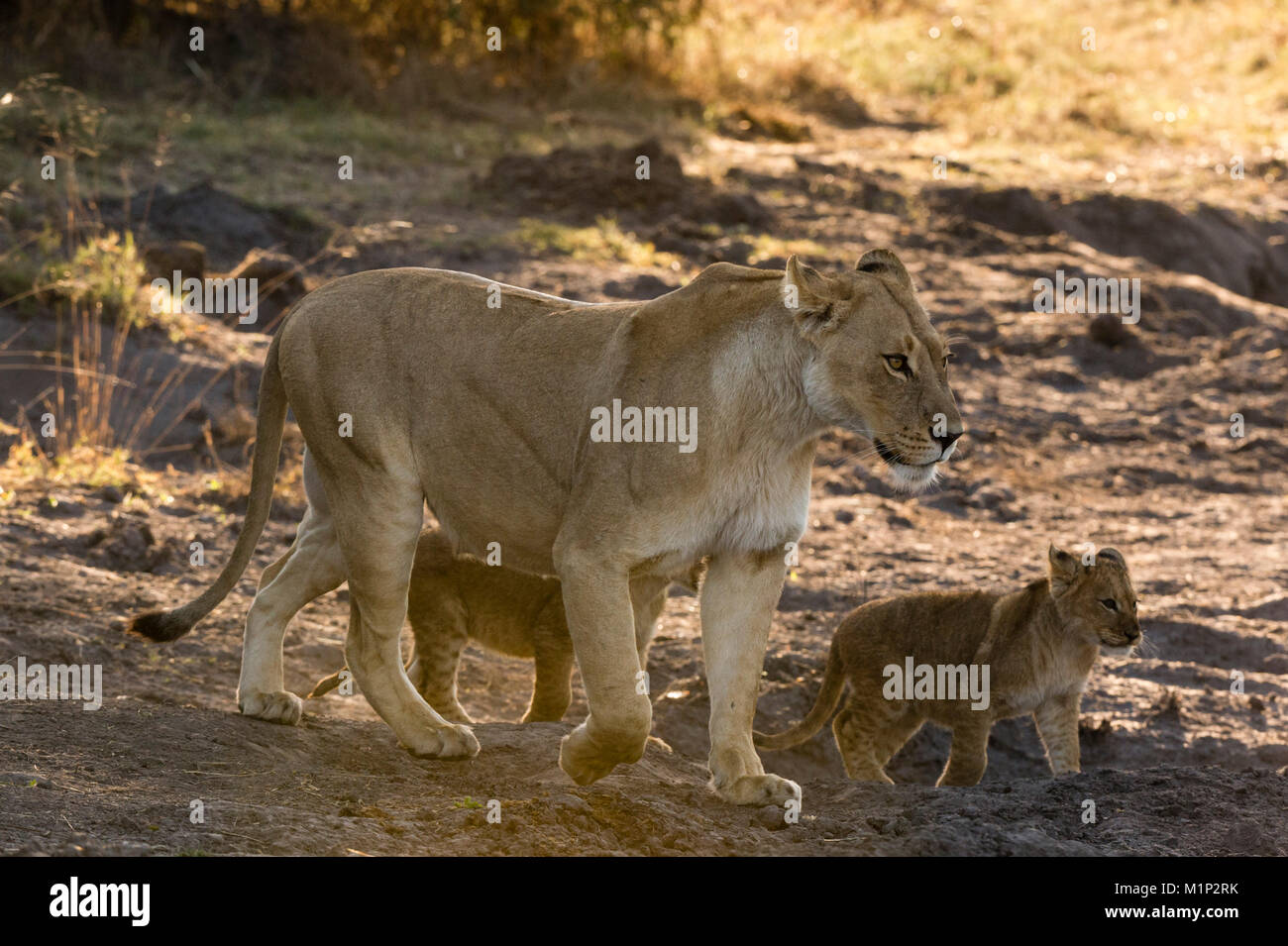 A lioness (Panthera leo) walking with its cubs, Botswana, Africa Stock ...
