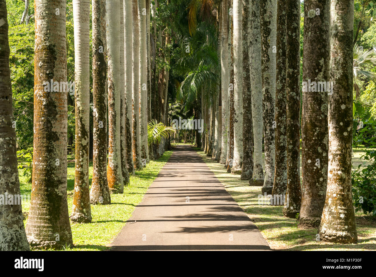 Avenue in the Pamplemousses Botanical Garden,Mauritius Stock Photo