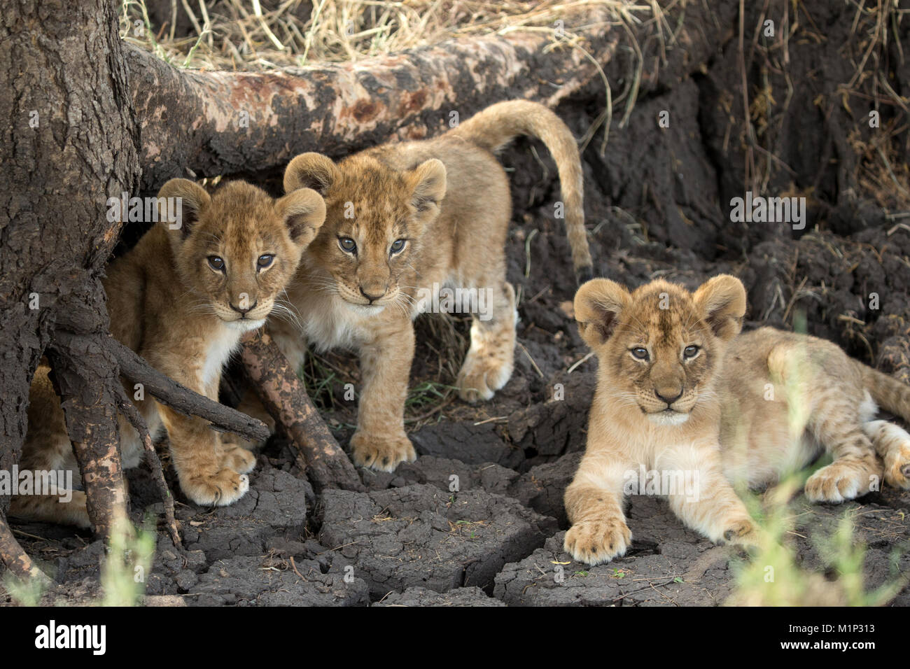 Lion cubs (Panthera leo), Serengeti National Park, Tanzania, East Africa, Africa Stock Photo