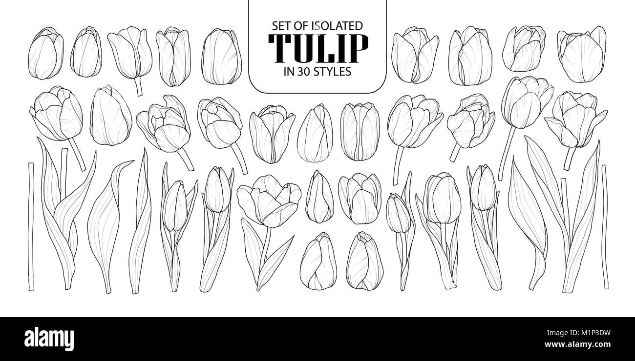 Set of isolated Tulip in 30 styles. Cute hand drawn flower vector illustration in black outline and white plane on white background. Stock Vector