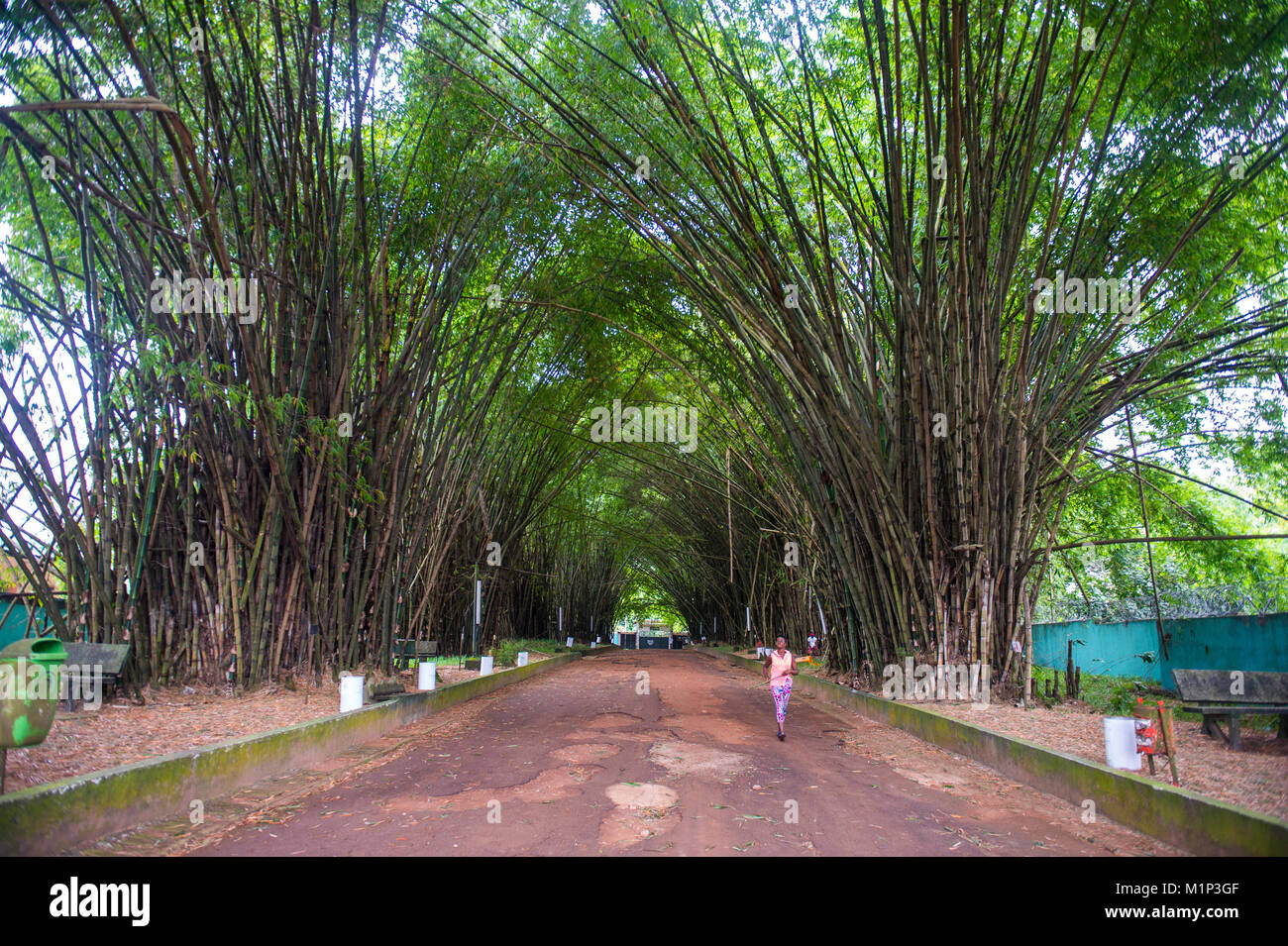 Bamboo forest in Abidjan, Ivory Coast, West Africa, Africa Stock Photo