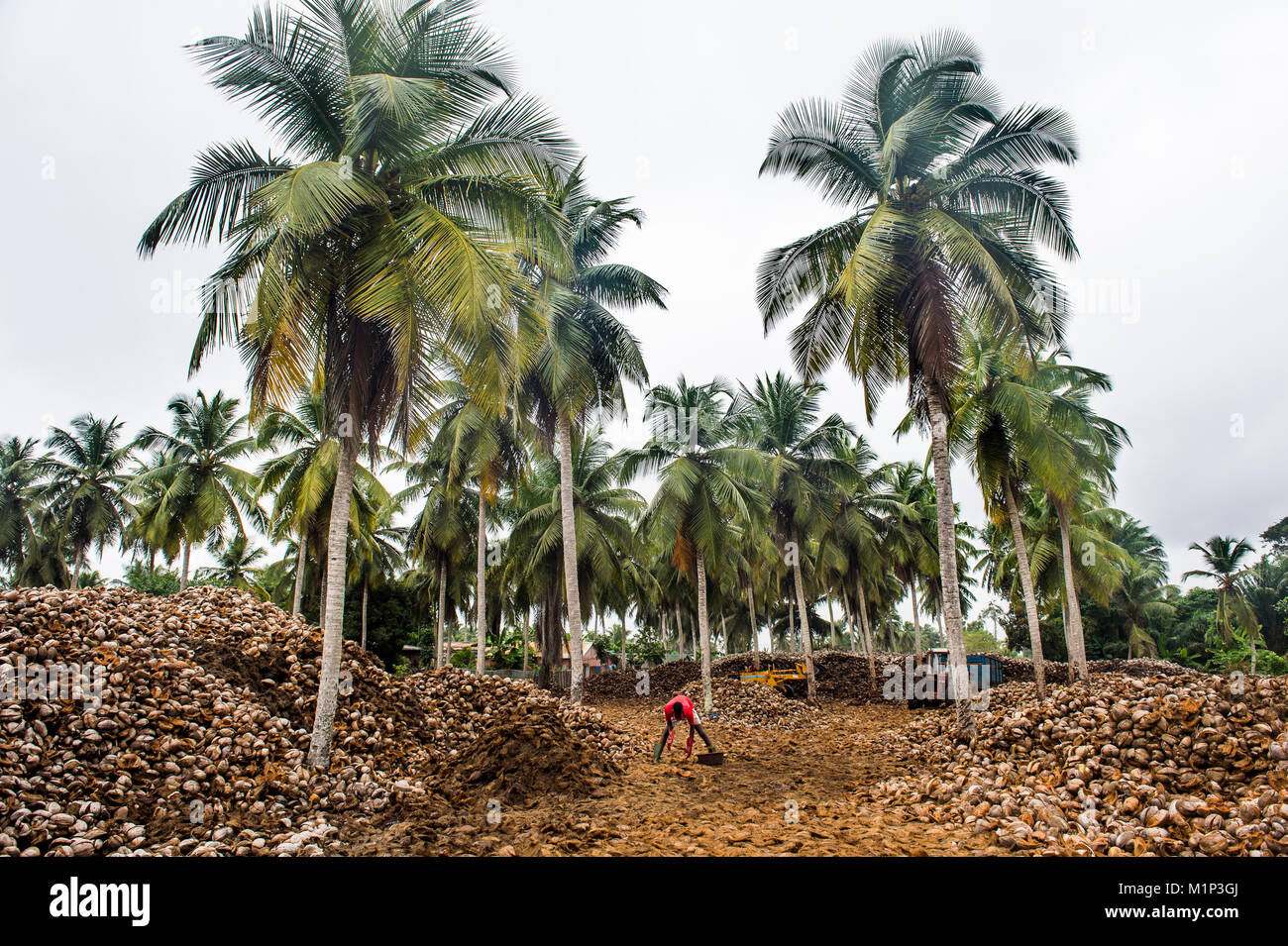 Coconut farm in Assinie, Ivory Coast, West Africa, Africa Stock Photo