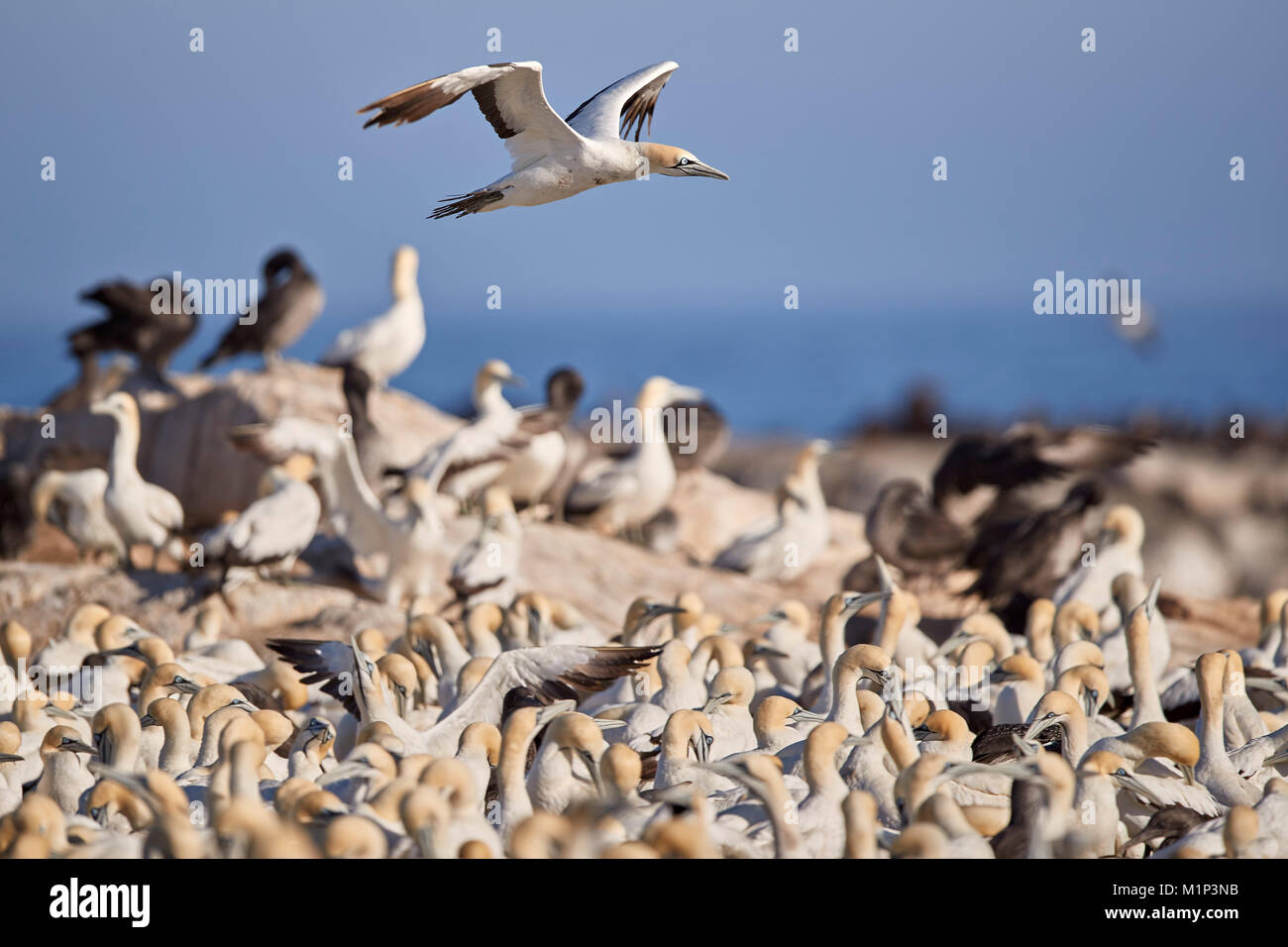 Cape Gannet (Morus capensis) flying over the colony, Bird Island, Lambert's Bay, South Africa, Africa Stock Photo